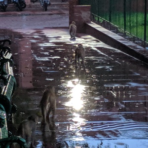 IMG_20190708_053238.jpg